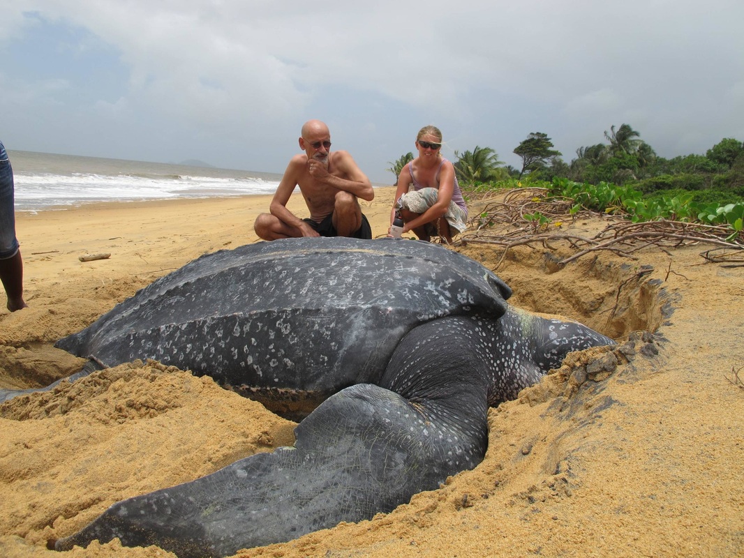 how-to-protect-california-sea-turtles-and-where-they-lay-their-eggs