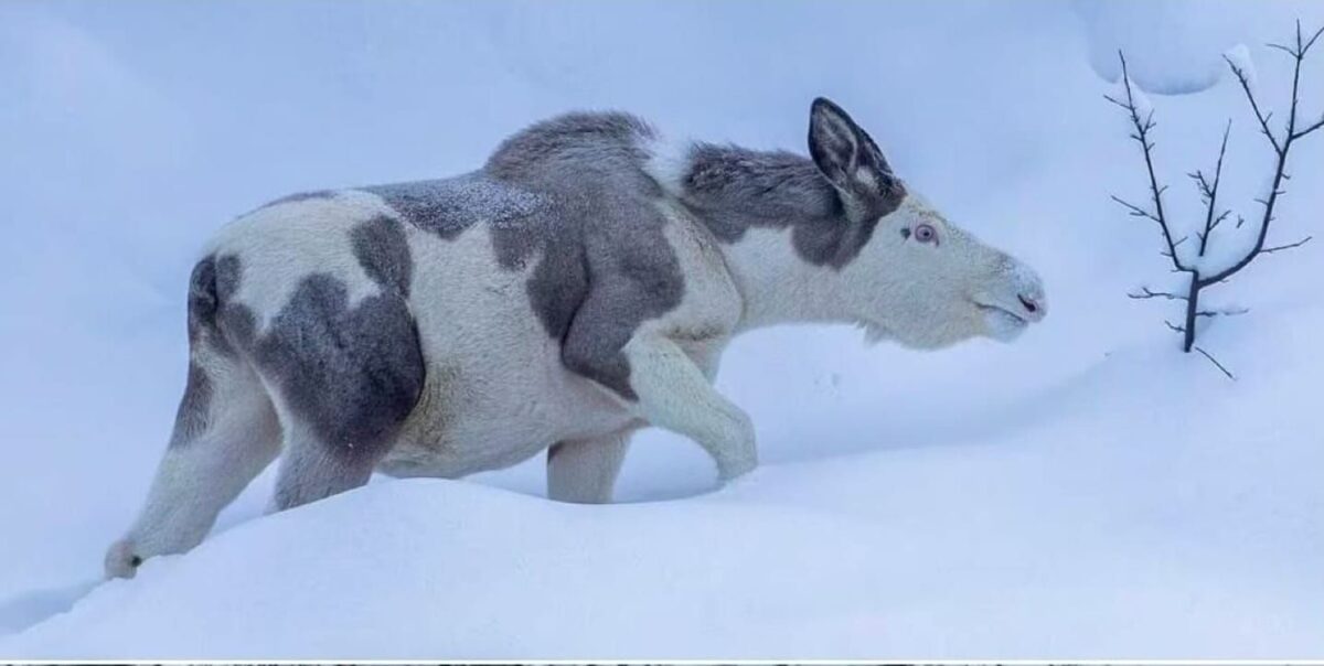 Rare Piebald Moose Spotted in Norway: A Unique Wildlife Marvel